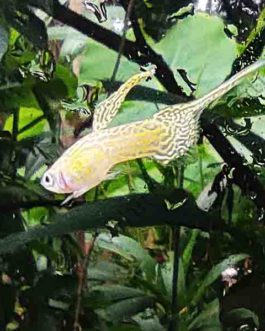 Yellow cobra top sword guppy pair