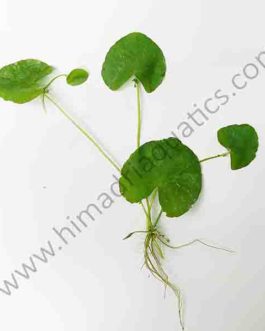 Nymphoides Taiwan (1 plant)