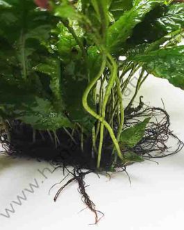 Microsorum pteropus ‘ Java Fern’ on ss mesh