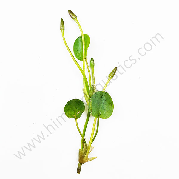 Water poppy ( 25 plants combo ) - Image 2