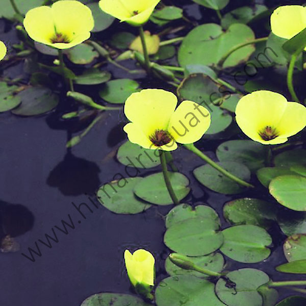 Water poppy ( 25 plants combo )