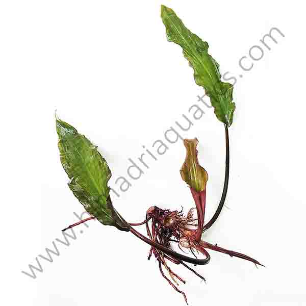 Lagenandra meeboldii - Tenkashi (single plant)