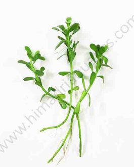 Bacopa monnieri/ Water hyssop/ Moneywort (3 stems)