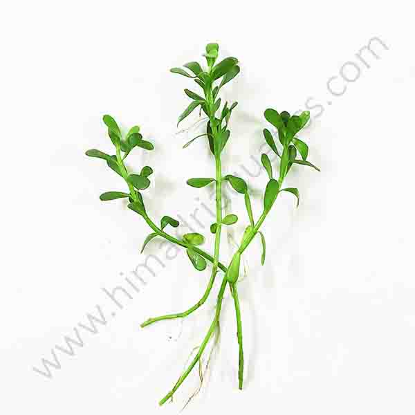 Bacopa monnieri/ Water hyssop/ Moneywort (3 stems)