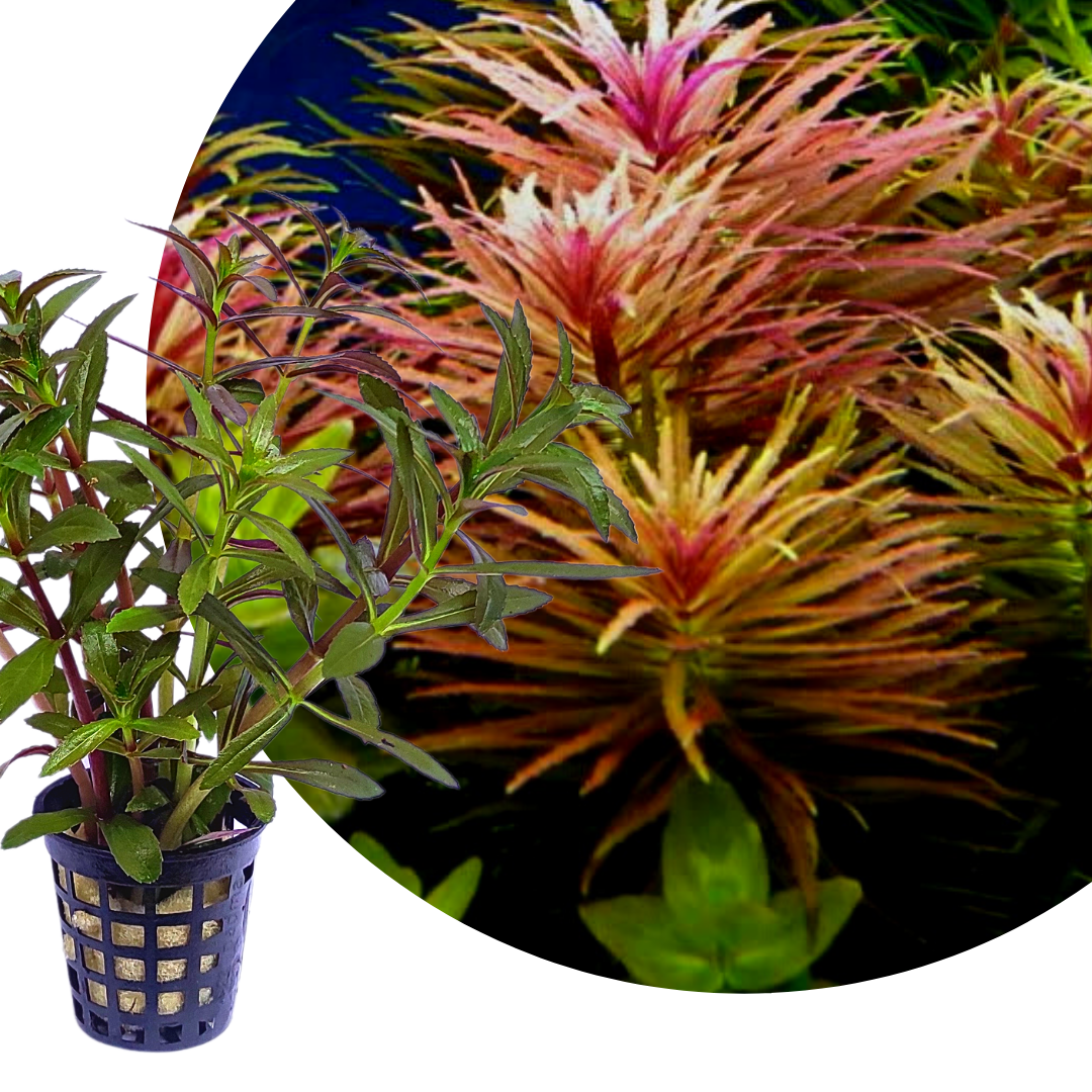 Limnophila Hippuridoides/ Limnophila aromatica (large pot) - Image 5