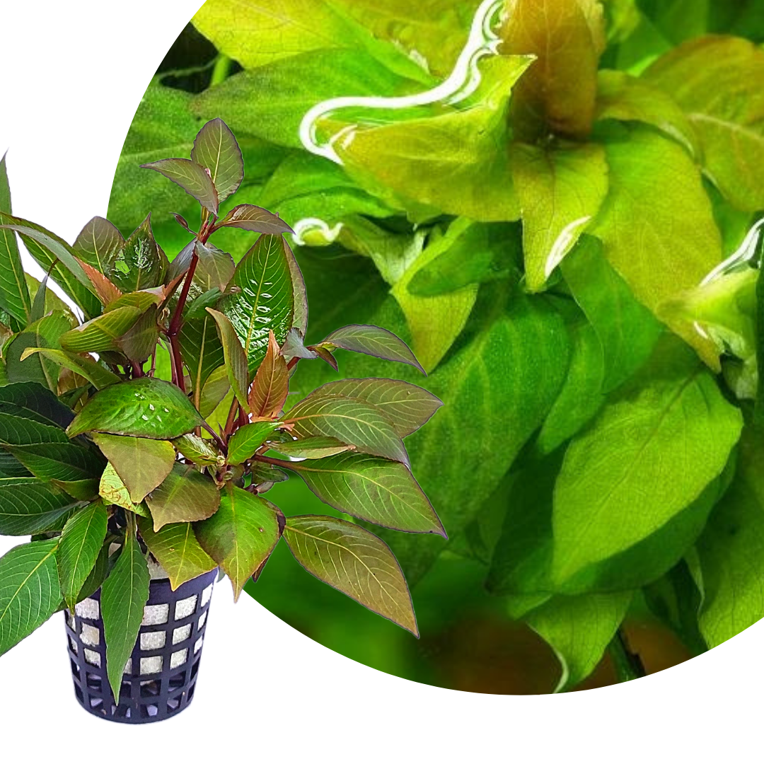 Hygrophila Corymbosa 'Compacta'/ Hygrophila 'Compact' (large pot) - Image 2