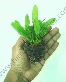 Echinodorus parviflorus tropica (Large pot)