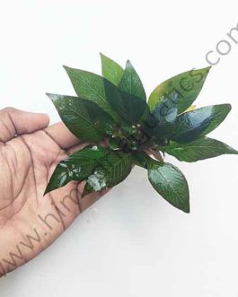 Hygrophila Corymbosa ‘Compacta’/ Hygrophila ‘Compact’ (1 stem)