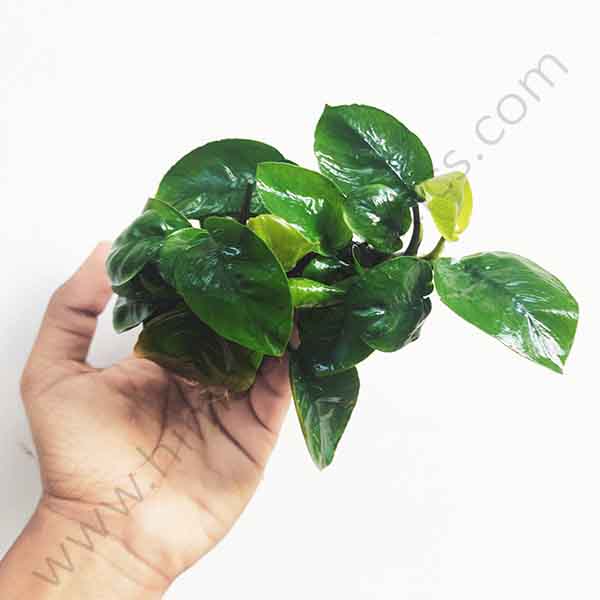 Anubias barteri butterfly (single plant pot)