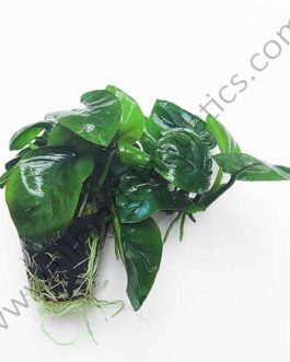 Anubias barteri butterfly (single plant pot)