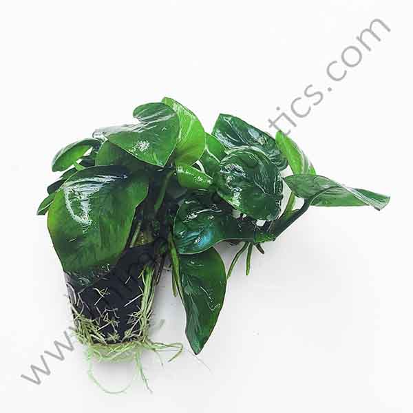 Anubias barteri butterfly (single plant pot) - Image 2