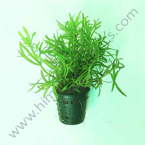 Pogostemon stellatus- octopus (large pot)