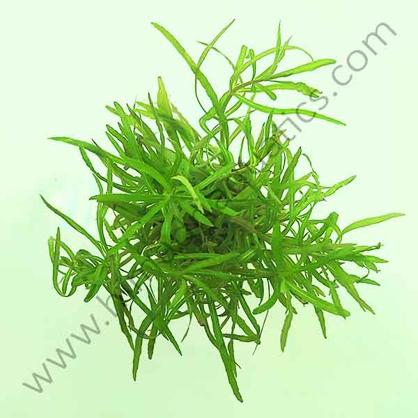 Pogostemon stellatus- octopus (large pot) - Image 3