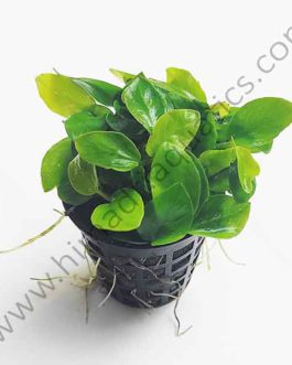 Anubias Nana Gold (Large Pot)