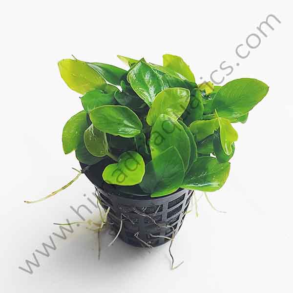 Anubias Nana Gold (Large Pot)