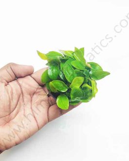 Anubias Nana Gold (Large Pot)