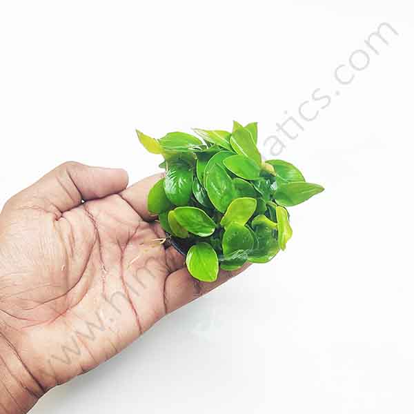 Anubias Nana Gold (Large Pot) - Image 2