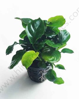 Anubias barteri Coin Leaf (large plant pot)