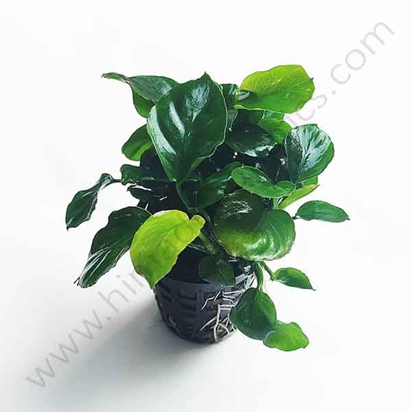 Anubias barteri Coin Leaf (large plant pot)