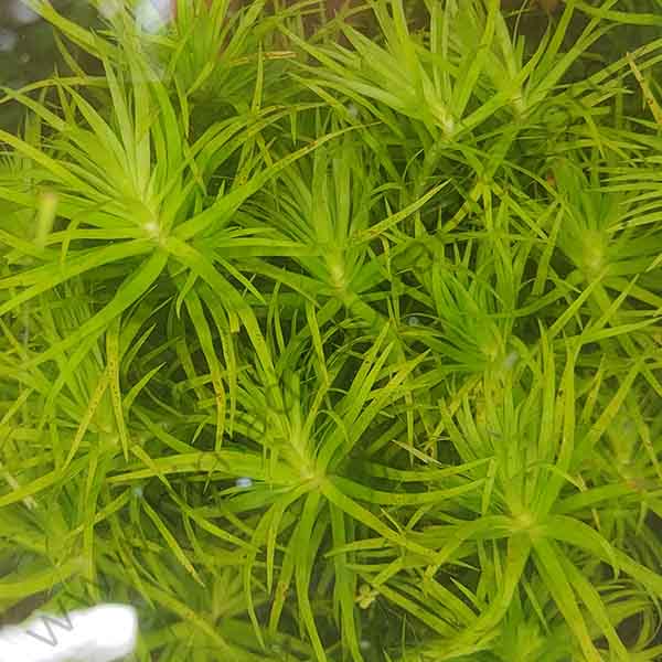 Syngonanthus sp. 'Lago Grande'/ Tonina uaupes (6 stem cuttings)