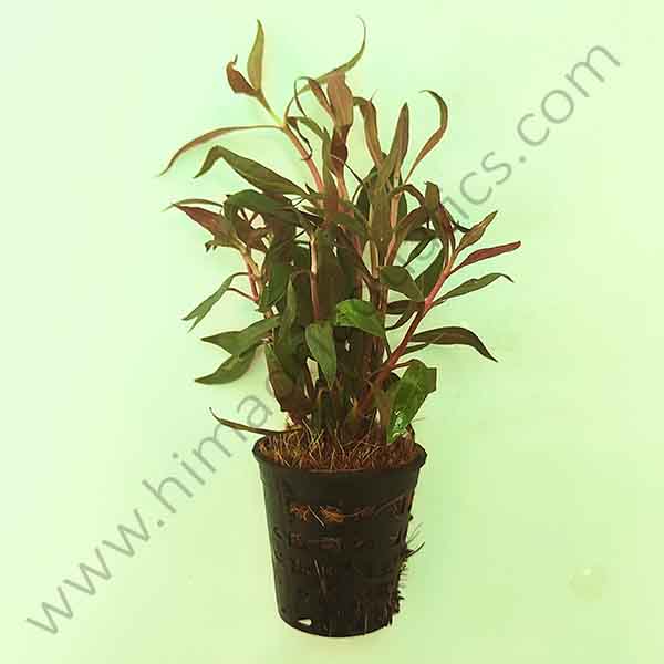 Alternanthera reineckii/lilacina/ Purple lila (Large pot)