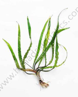 Cryptocoryne Balansae Red (Single Plant)
