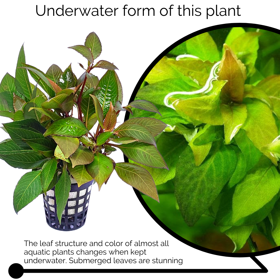 Hygrophila Corymbosa 'Compacta'/ Hygrophila 'Compact' (large pot) - Image 4