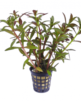 Limnophila Hippuridoides/ Limnophila aromatica (large pot)