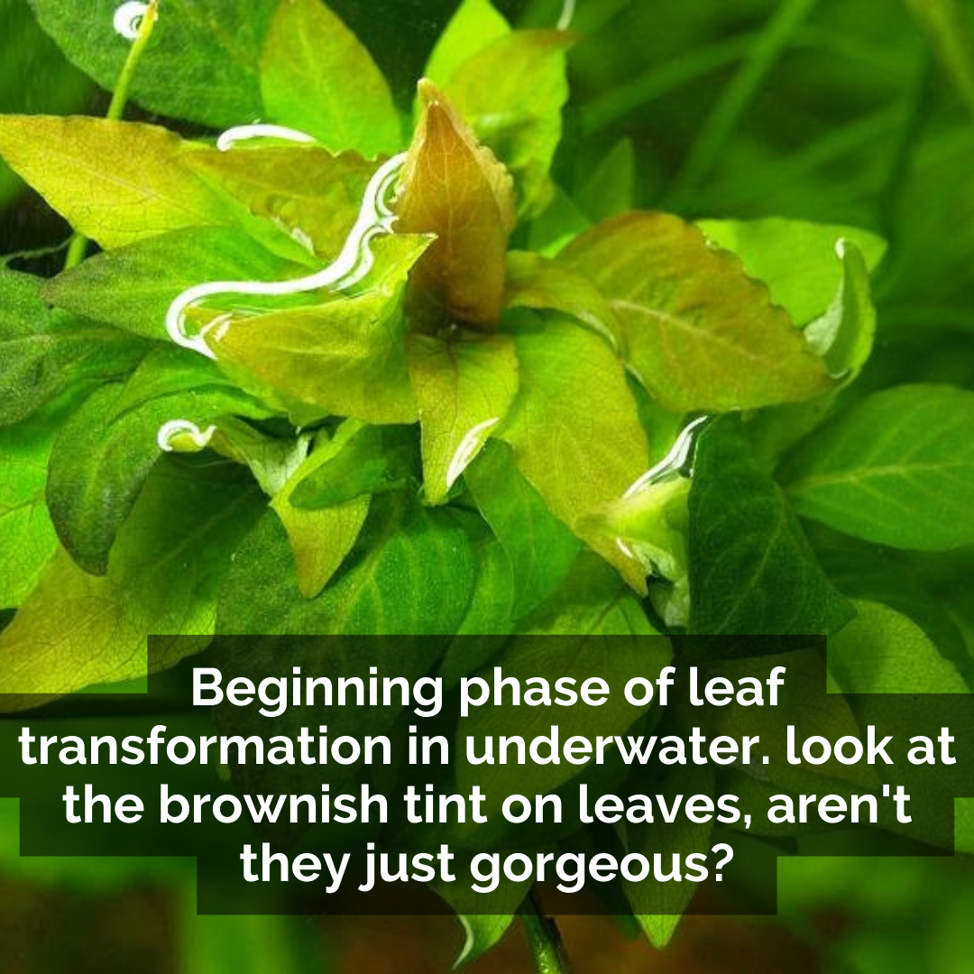 Hygrophila Corymbosa 'Compacta'/ Hygrophila 'Compact' (large pot) - Image 3