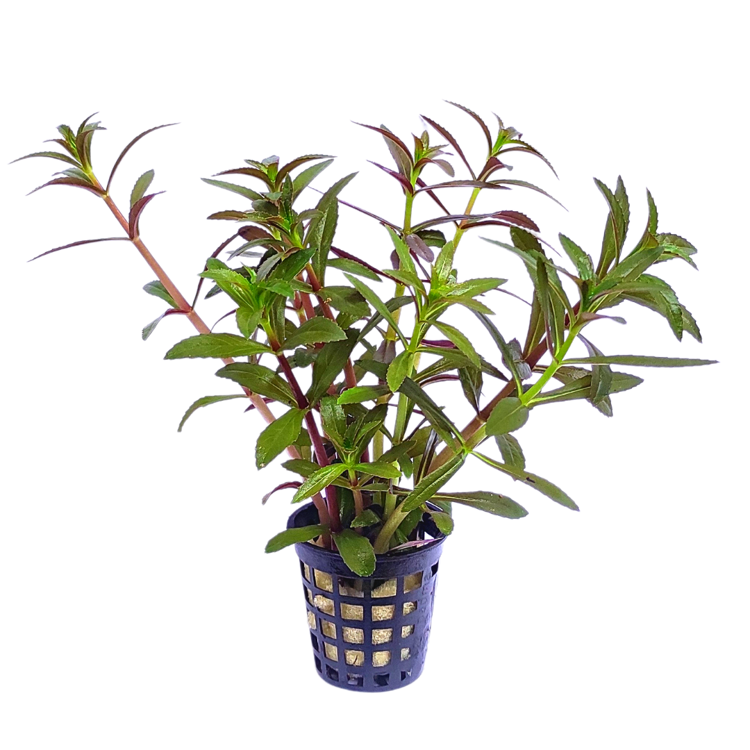 Limnophila Hippuridoides/ Limnophila aromatica (large pot) - Image 8