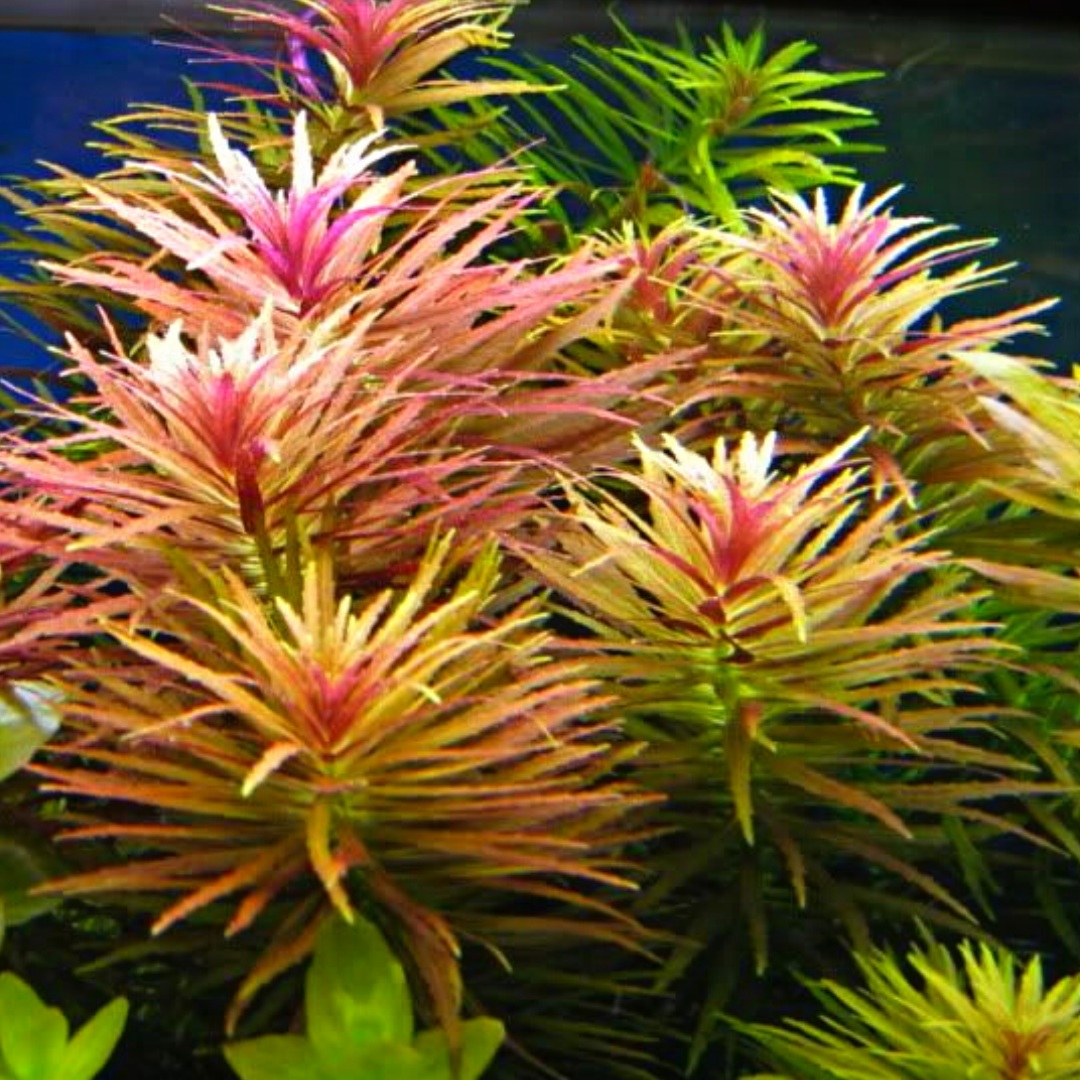 Limnophila Hippuridoides/ Limnophila aromatica (large pot) - Image 3