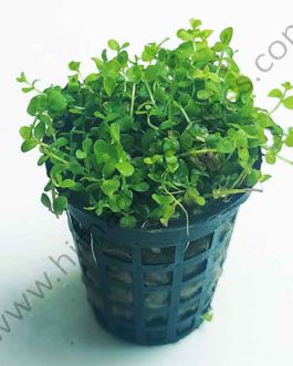 Micranthemum Monte Carlo