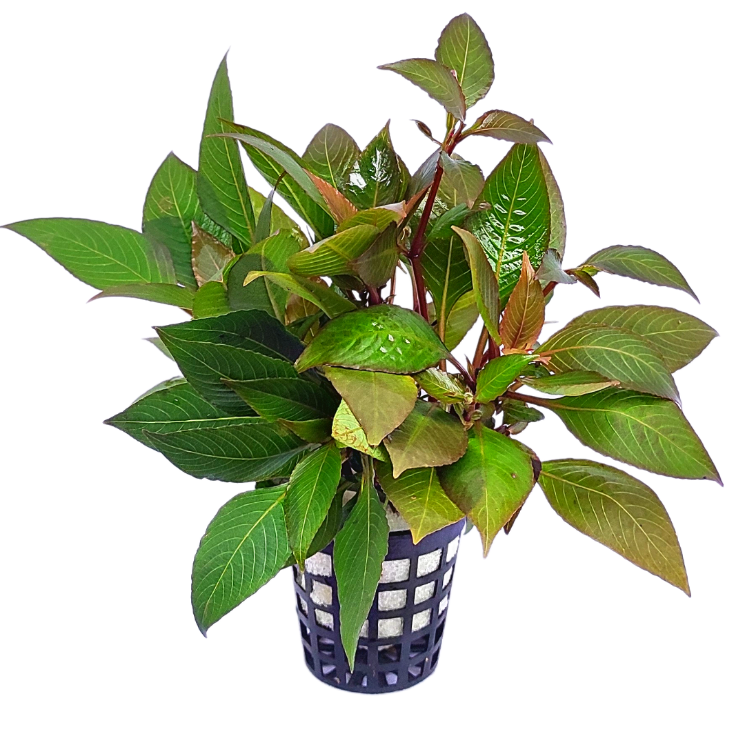 Hygrophila Corymbosa 'Compacta'/ Hygrophila 'Compact' (large pot) - Image 7