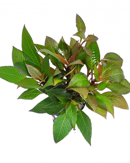 Hygrophila Corymbosa ‘Compacta’/ Hygrophila ‘Compact’ (large pot)