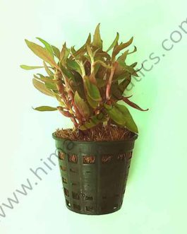 Alternanthera reineckii ‘mini’ (Large pot)