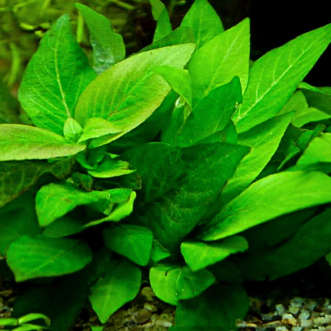 Hygrophila Corymbosa 'Compacta'/ Hygrophila 'Compact' (large pot) - Image 8