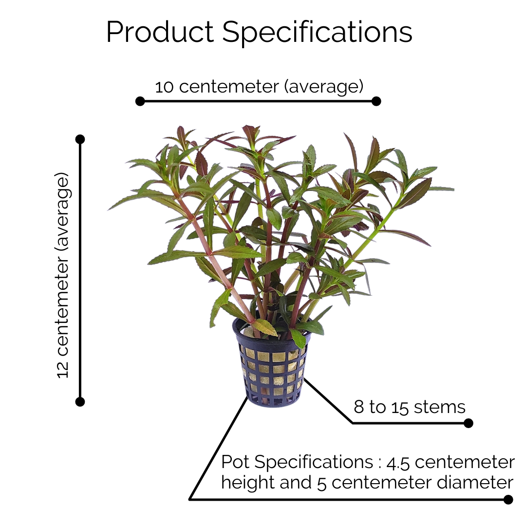 Limnophila Hippuridoides/ Limnophila aromatica (large pot) - Image 9