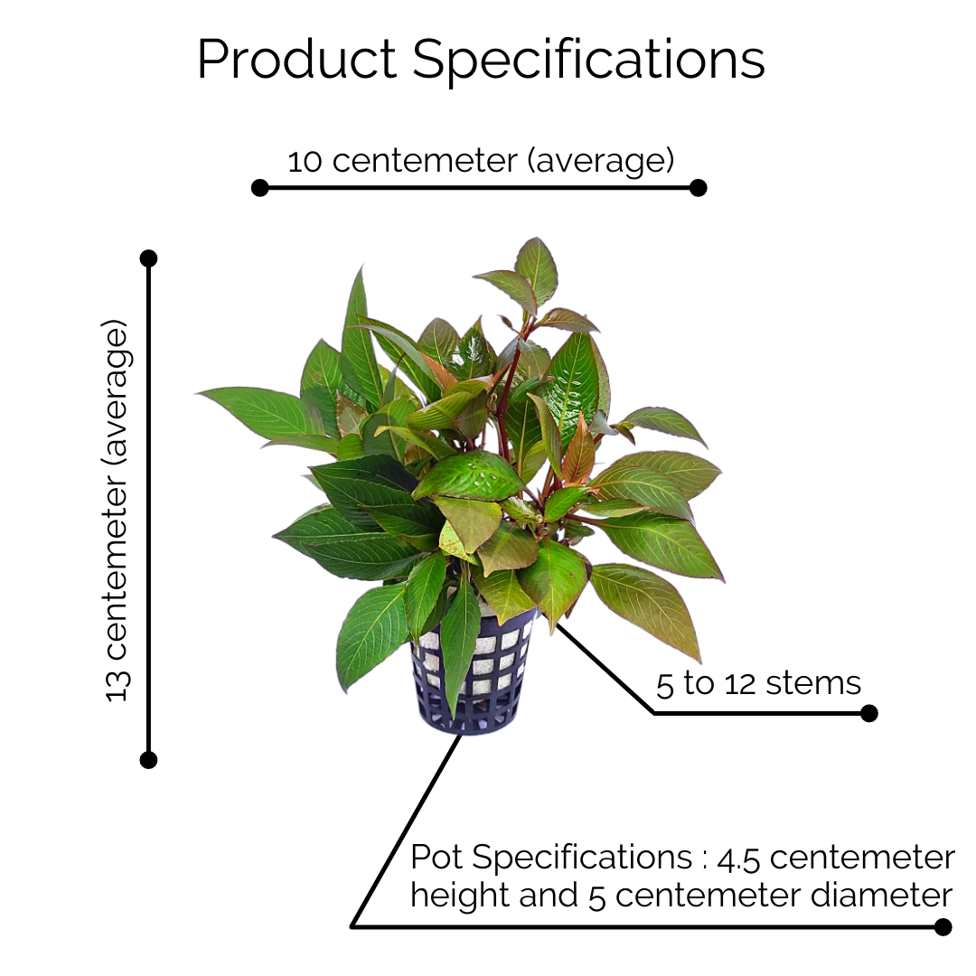 Hygrophila Corymbosa 'Compacta'/ Hygrophila 'Compact' (large pot) - Image 9