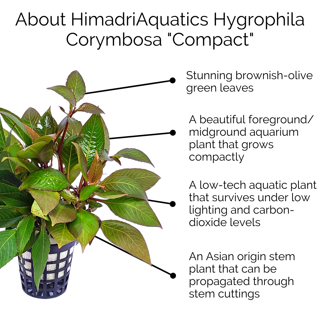 Hygrophila Corymbosa 'Compacta'/ Hygrophila 'Compact' (large pot) - Image 10