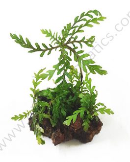 Hygrophila pinnatifida and Trident fern-combo (exotic pack)