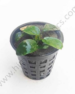 Anubias Nana (small rock/ pot)