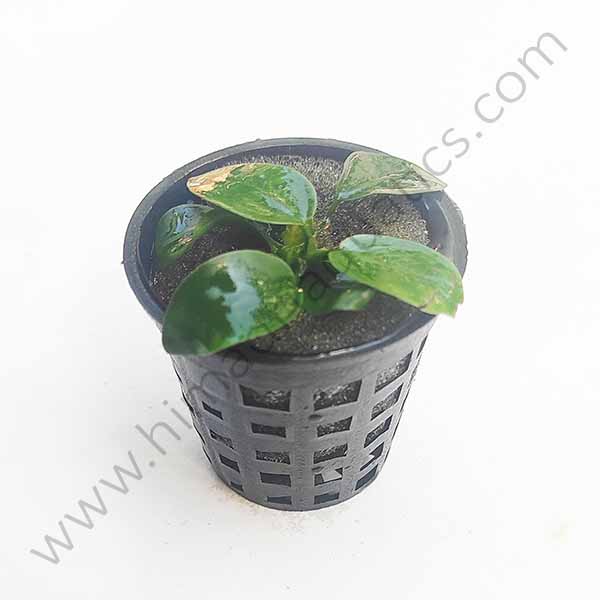 Anubias Nana (small rock/ pot)