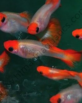 See through koi guppy pair
