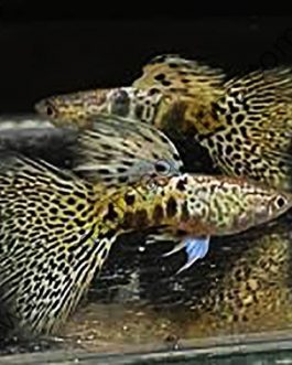 Tiger yellow king cobra guppy pair