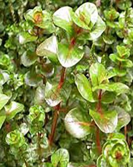 Rotala macrandra/ Giant rotala (6 stem cuttings)