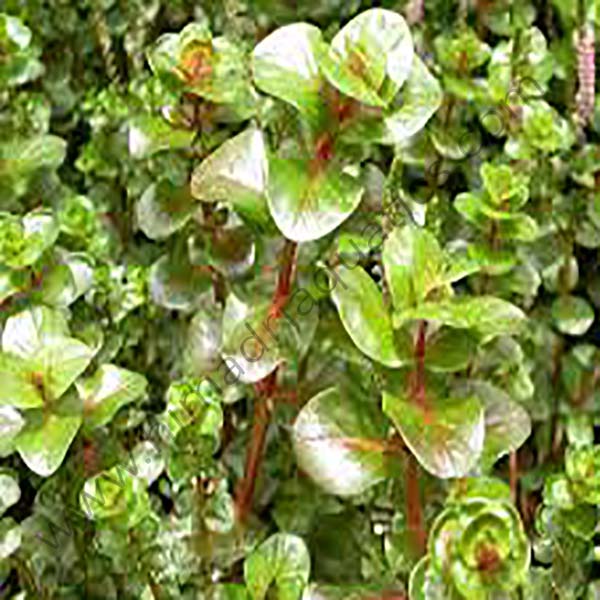 Rotala macrandra/ Giant rotala (6 stem cuttings) - Image 2