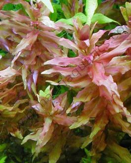 Rotala macrandra/ Giant rotala (6 stem cuttings)