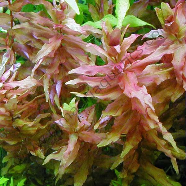 Rotala macrandra/ Giant rotala (6 stem cuttings)