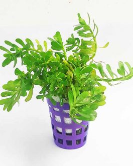 Bacopa monnieri/ Water hyssop/ Moneywort (large pot)
