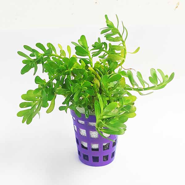 Bacopa monnieri/ Water hyssop/ Moneywort (large pot)
